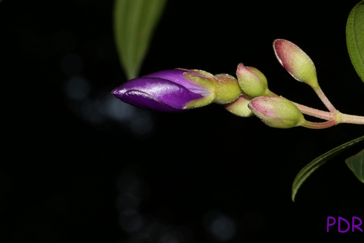 Pleroma urvilleanum (DC.) P.J.F.Guim. & Michelang.